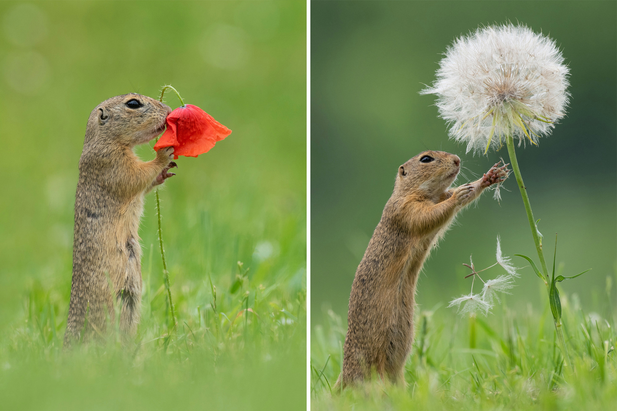 Image result for Photographer Captures Squirrel Smelling Flowers in Adorable Snaps