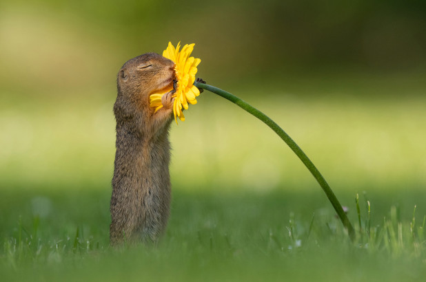 A ground squirrel smells a daisy in Vienna, Austria