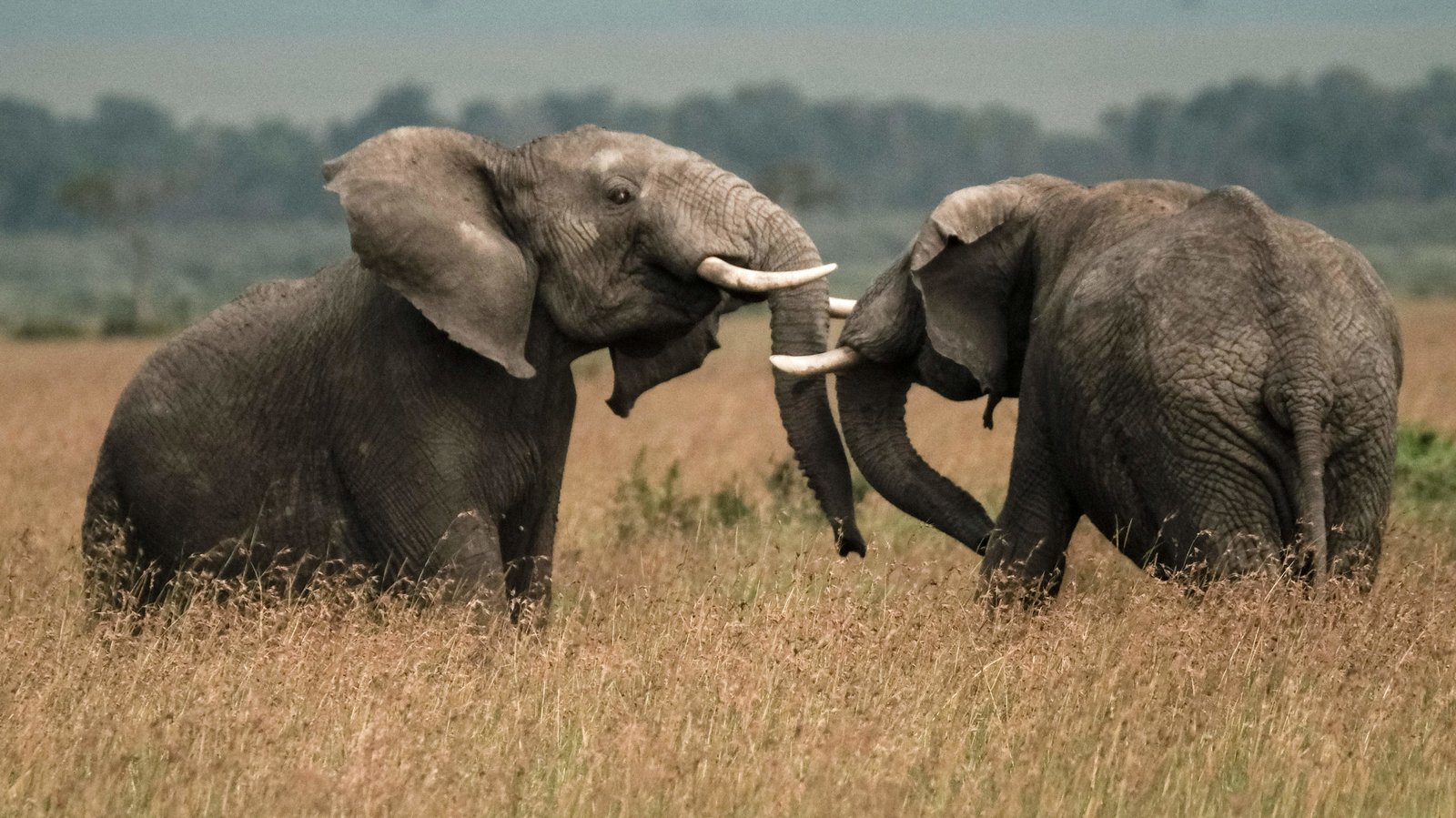 Two elephants play in a field in southern Kenya earlier this year.