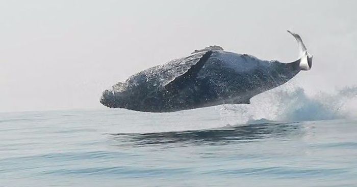 Image result for 40-Ton Whale Was Just Filmed Jumping Completely Out Of The Water, And This Incredible Video Is Going Viral