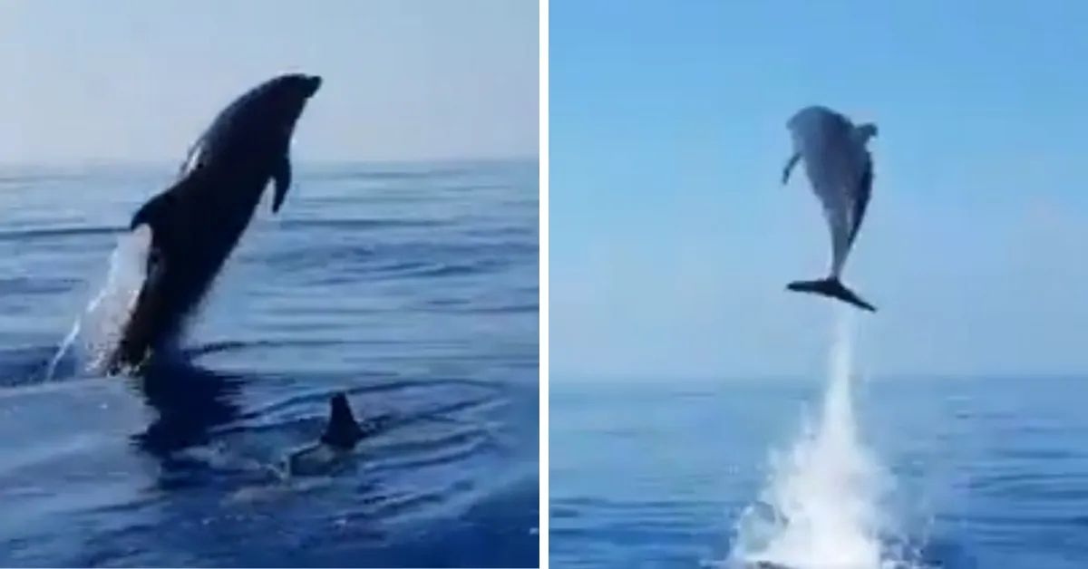 Image result for Mother Dolphin ‘Jumps For Joy’ As Fishermen Release Her Baby From Net
