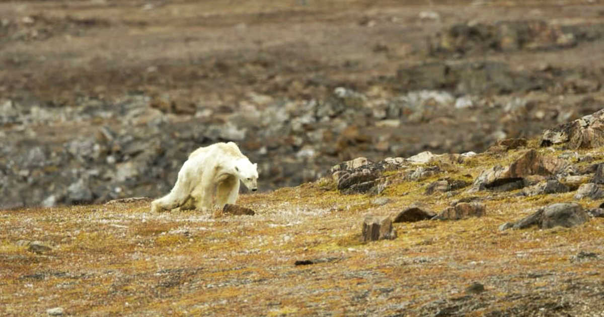 Image result for nat geo dying polar bear