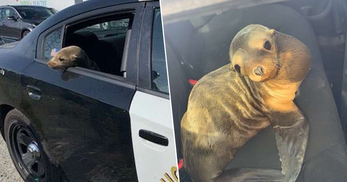 Seal arrested after trespassing on road