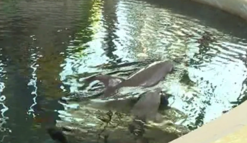 Baby Dolphin 'Dies Mid Performance' At Water Park After Being 'Overworked'