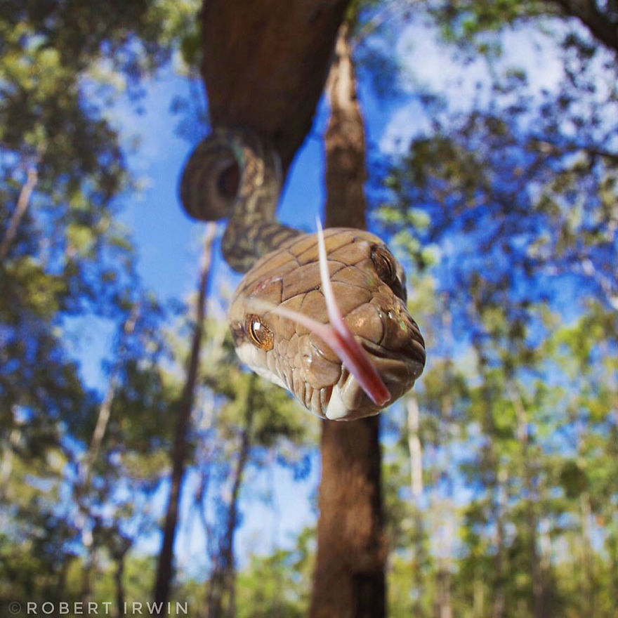 New-Wildlife-Photography-Robert-Irwin