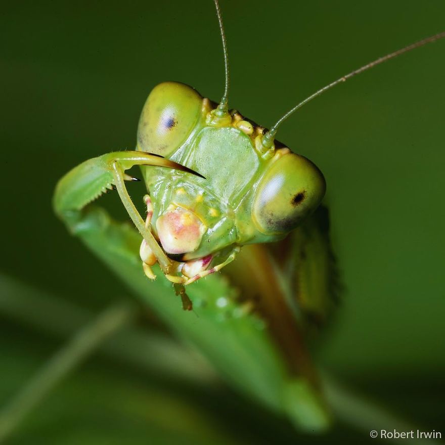 New-Wildlife-Photography-Robert-Irwin