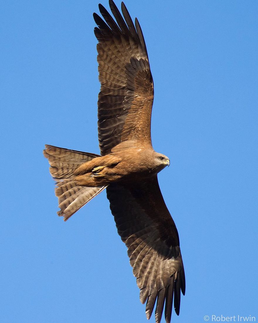 New-Wildlife-Photography-Robert-Irwin