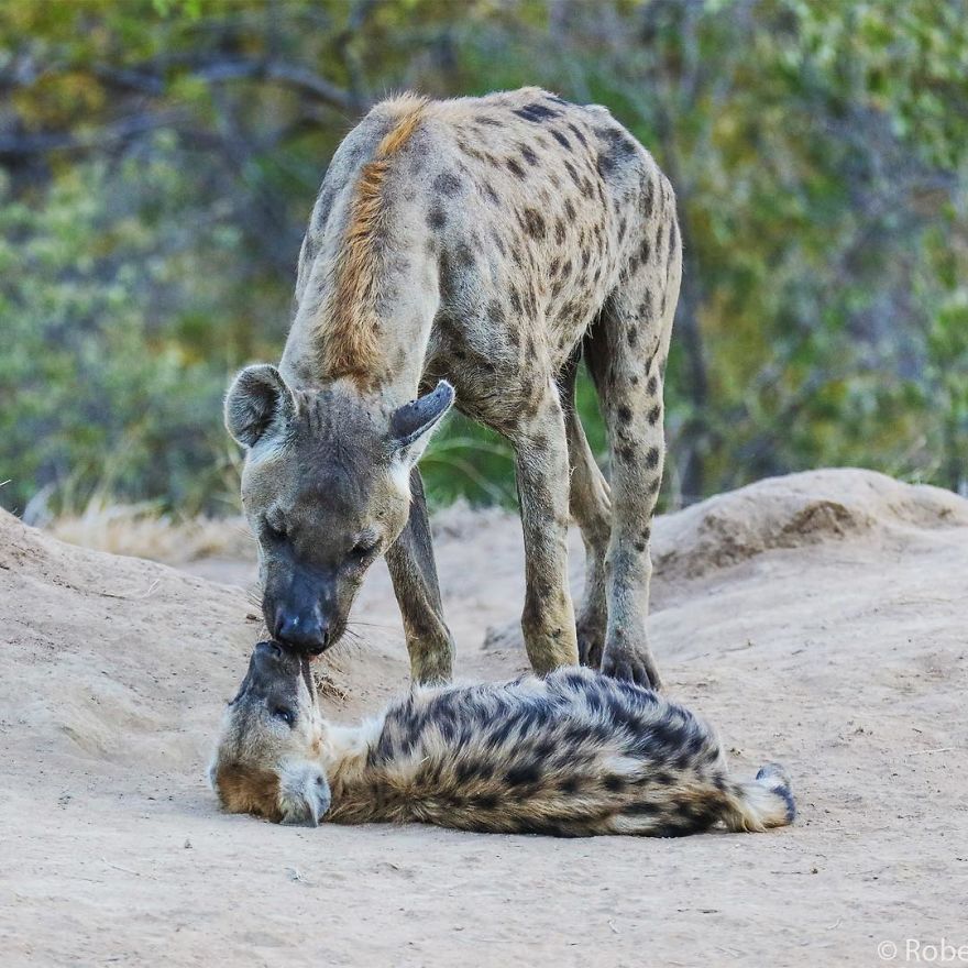 New-Wildlife-Photography-Robert-Irwin