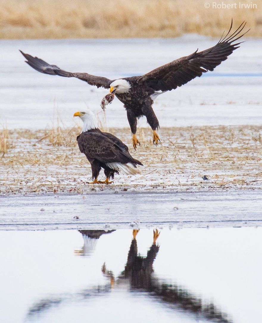 New-Wildlife-Photography-Robert-Irwin