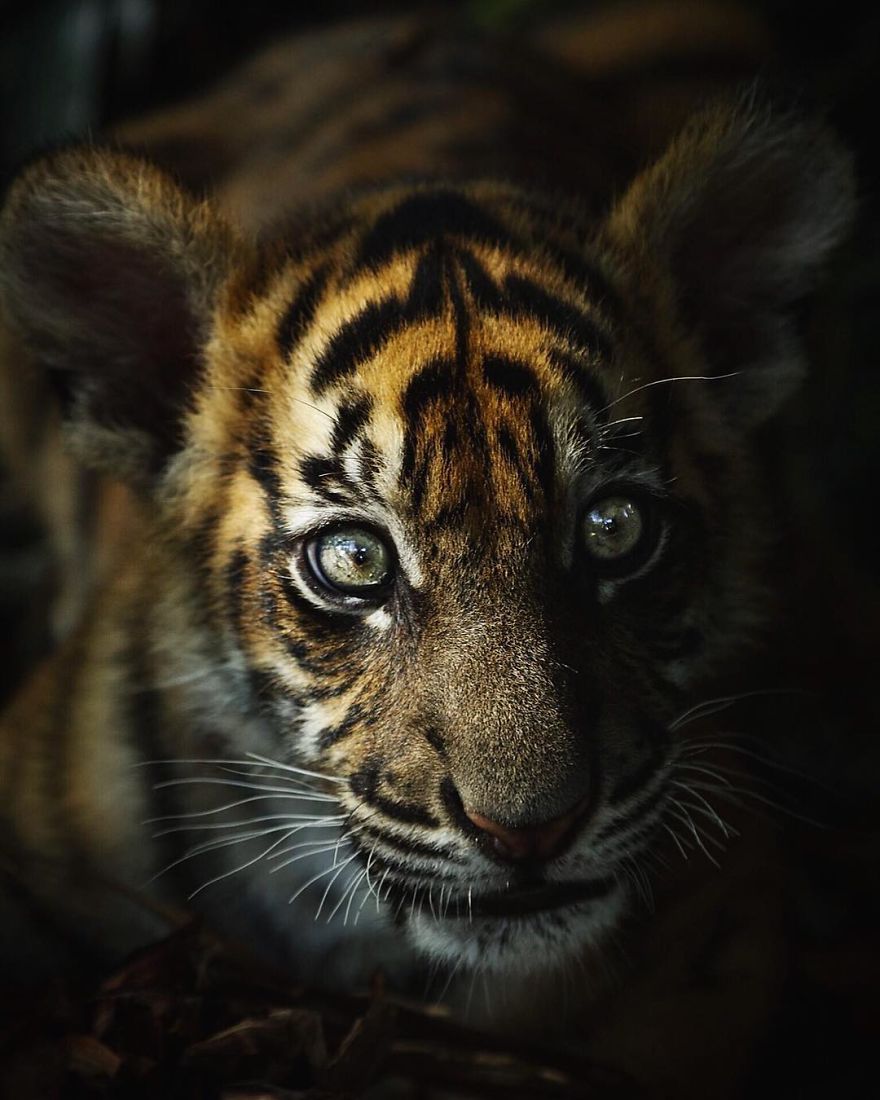 New-Wildlife-Photography-Robert-Irwin