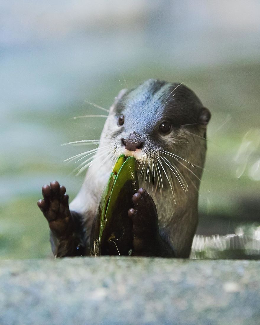 New-Wildlife-Photography-Robert-Irwin