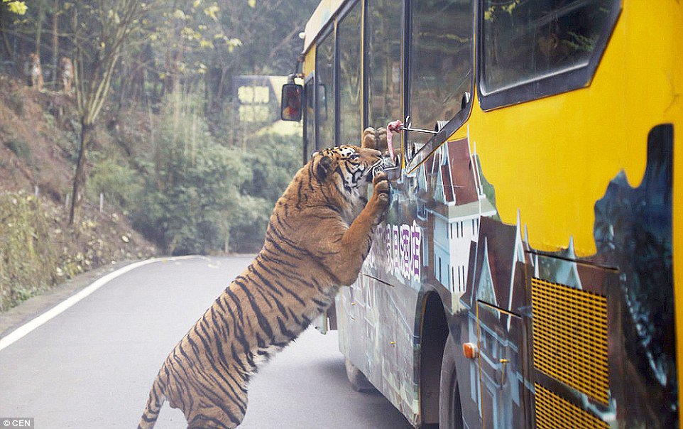 zoo in china